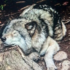 Meet your Posher, Jayne